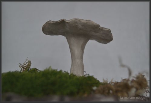 champignon