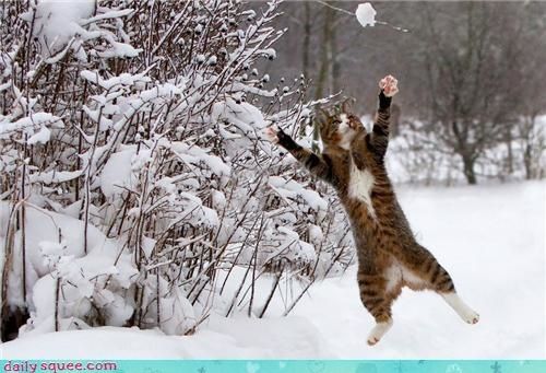 01-chat-neige.jpg