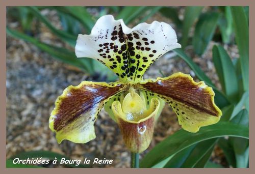 Orchidee-DSC02066--Medium-.JPG