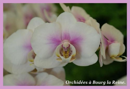 Orchidee-DSC02091--Medium-.JPG