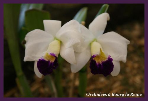Orchidee-DSC02095--Medium-.JPG