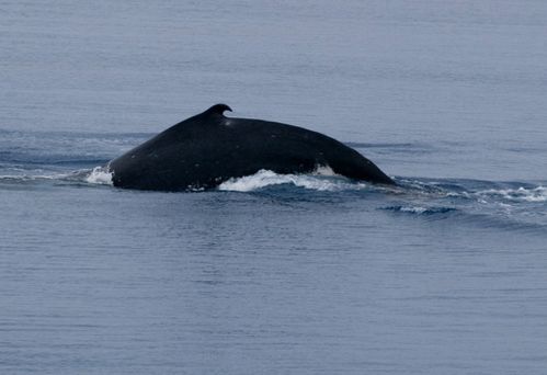 baleines Tadine 8