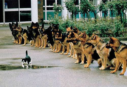chat et chiens policiers dressés