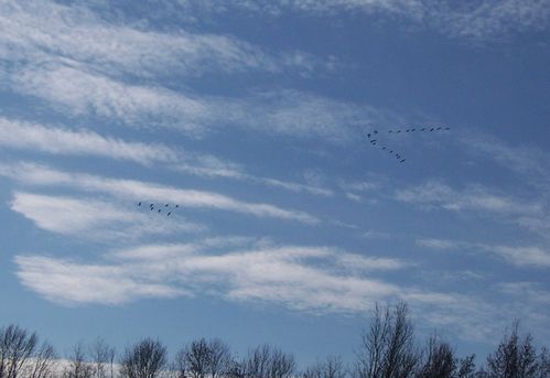 3 torticolis nino vol migratoire grues ivy blog