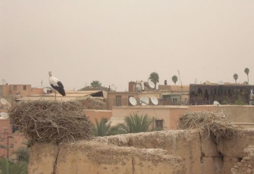 Marrakech-Palais El Bahi (cigogne)