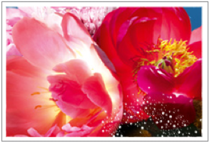 rose-pivoine.png