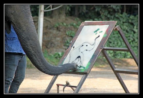P15 Elephant Asie