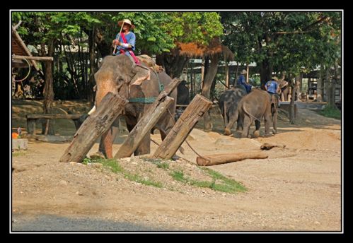 P18 Elephant Asie