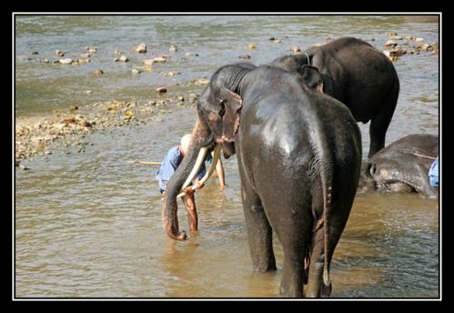 O24 ElephantAsie