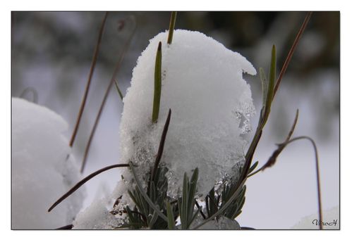 JANVIER-2011-2481.JPG