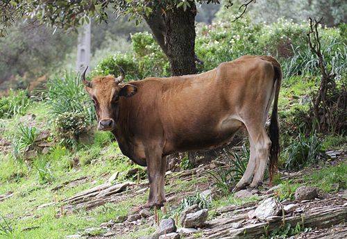 Corse---vache---Barcaggio-2B---2013.04.30-B2.JPG