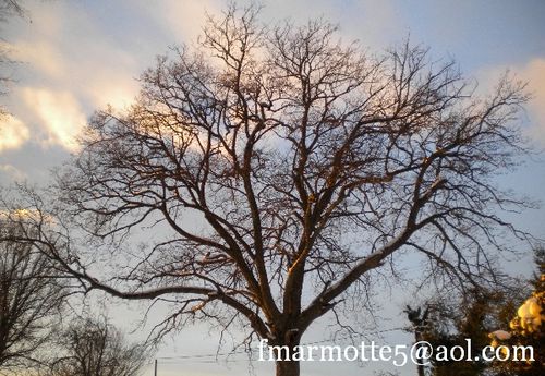 alisier hiver nuage 2009