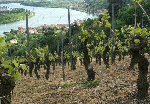 vignoble-condrieu1