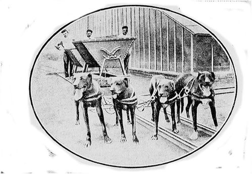 chien-transportant-le-charbon-des-forceries.JPG