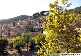 Mimosa à Bormes