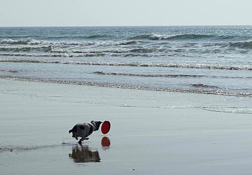 domino-a-la-plage--3--2-.jpg