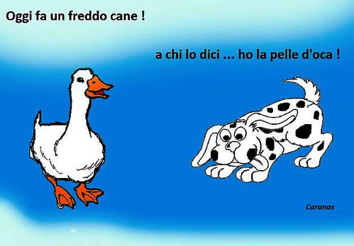0000000000000000000000000000000--Freddo-cane