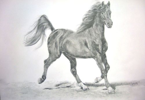 Michele.Cheval-en-action.jpg.jpg