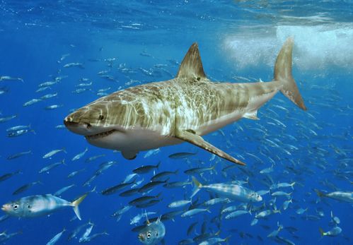 White_shark.jpg