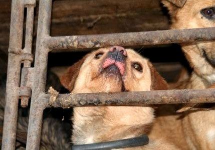 sauvetage chiens malheureux cage chine animaux