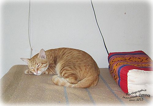 Speedy_2013_002_modifie-1-copie-1.jpg