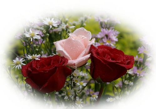 roses Nathalie