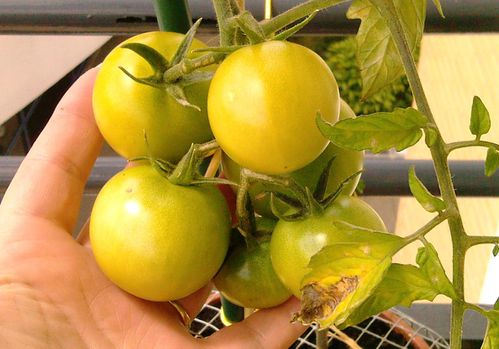 02-07-11 Tomates 1