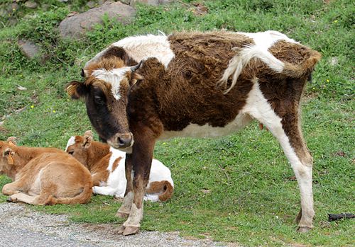 Corse---vache-1--petite-taille----Albertacce-2B---2013.05.0.JPG