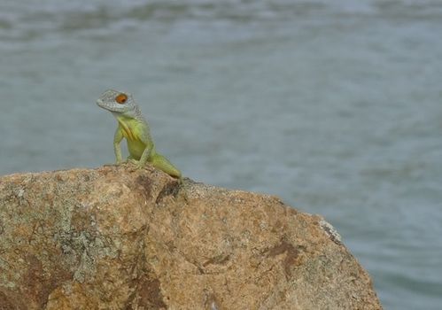 Anolis-Desirade-Thomas-Delhotal.jpg