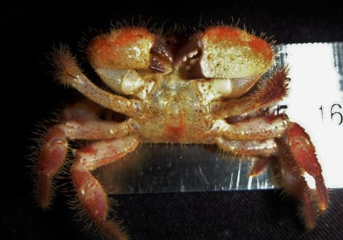 Crab Eupilumnus sp. ? Underside