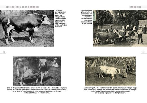 A-nos-vaches-2.jpg