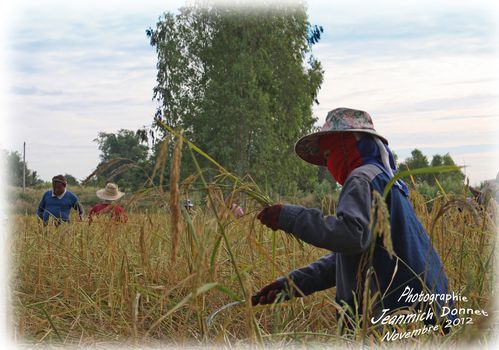 riz 104 copie copie