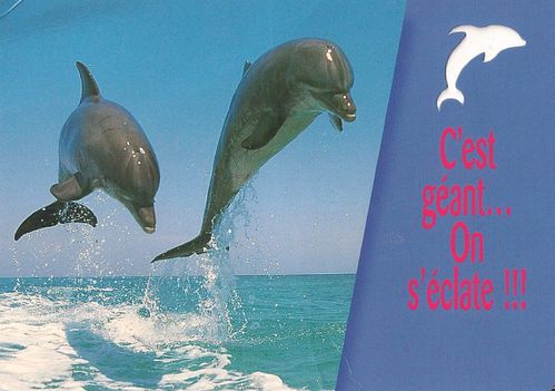 carte-postale-dauphin.jpg