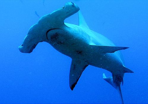 requin-marteau-295442.jpg