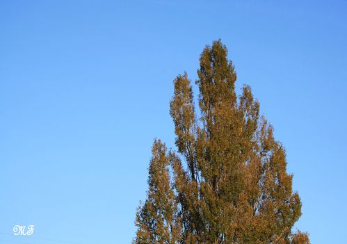 Ciel 25-10 003