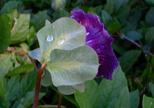 fleur-violette-et-goutte.jpg