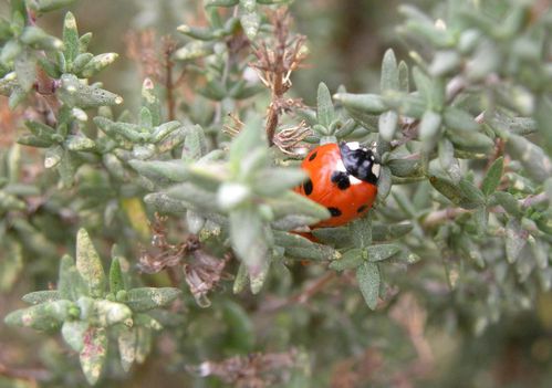 Coccinelle2