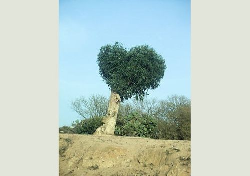 Arbre saint-valentin