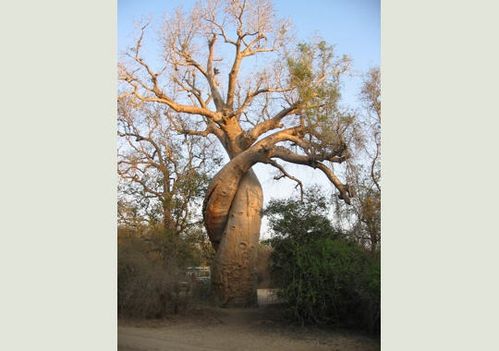 baobabs-amoureux