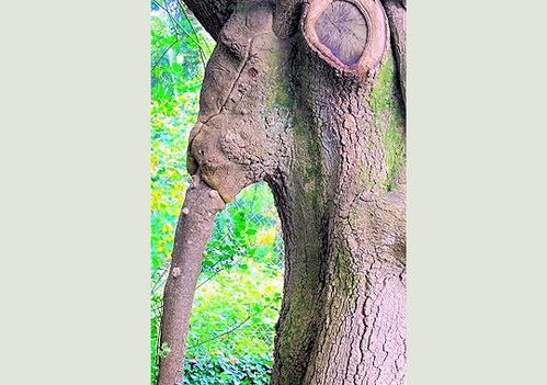 l-arbre-elephant-277636