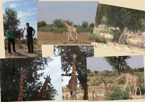 girafes-koure.jpg