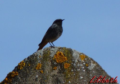 oiseau jouy