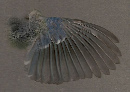 Mésange bleue - aile
