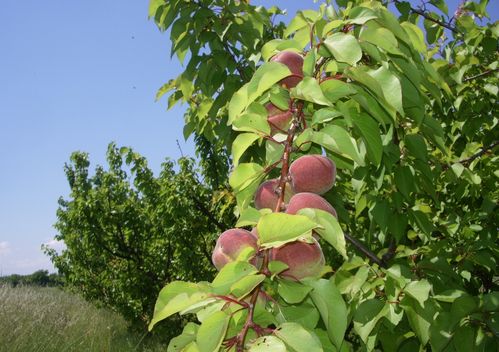 Abricots