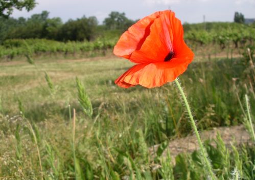 Coquelicot