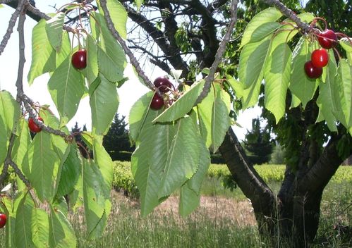Le Temps des Cerises 4