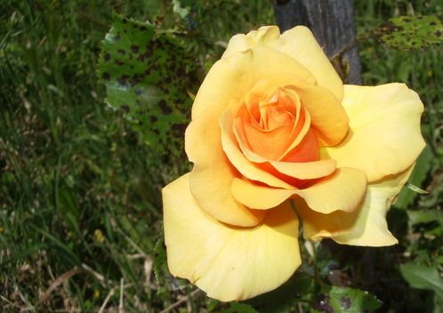 Roses Jaunes