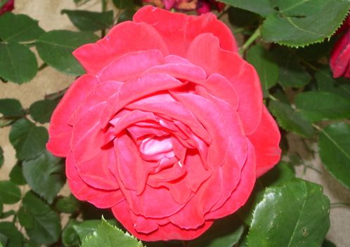 Roses Rouges