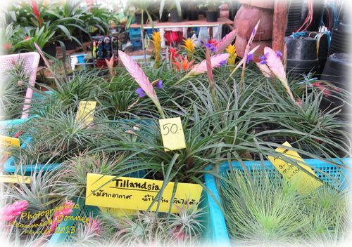 Bromeliacees_02---Copie-copie.jpg