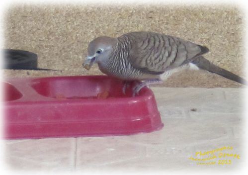 Oiseau 02 modifié-1